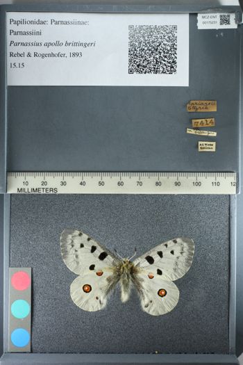 Media type: image;   Entomology 175231